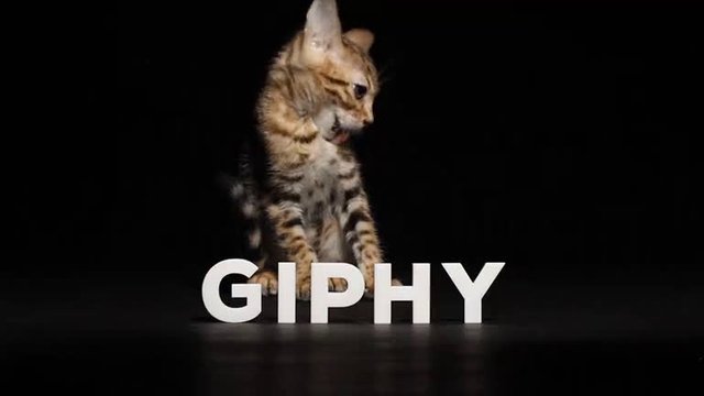 giphy (56).mp4